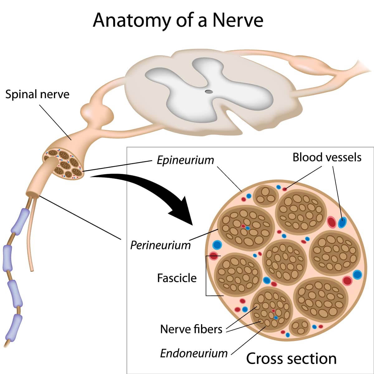 Another Name For A Bundle Of Nerve Fibers Is Improve your life by learning about peripheral nerves - Global Nerve