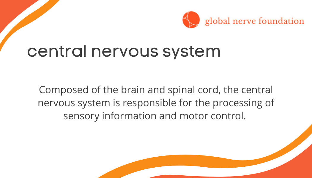 Peripheral Nerves Global Nerve Foundation