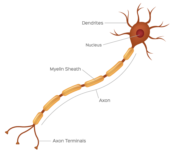 Improve Your Life By Learning About Peripheral Nerves Global Nerve Foundation